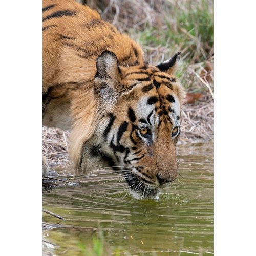 India-Madhya Pradesh-Bandhavgarh National Park Male Bengal tiger drinking from pond